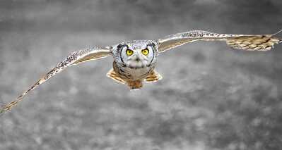 Snowy Owl