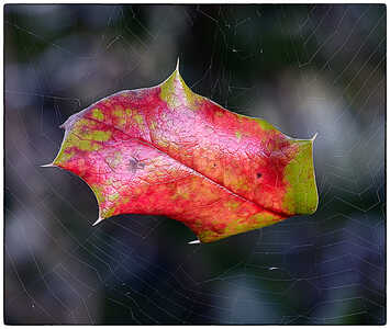 Leaf