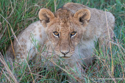 Lion cub africa photo safari
