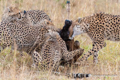 cheetah family with kill exposure tours