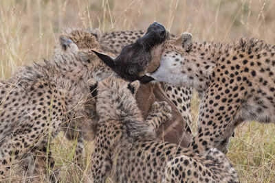 Cheetah kill, exposuretours