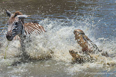 croc vs zebra 1