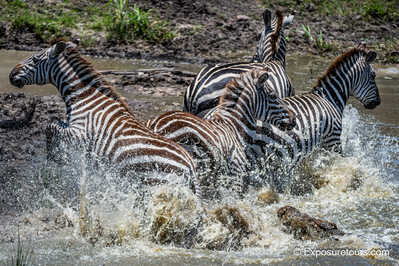 croc vs zebra 2