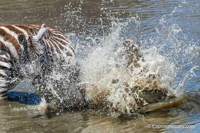 croc vs zebra 3