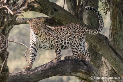 Leopard in tree bryan pereira