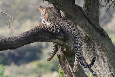 Leopard in tree sitting bryan pereira