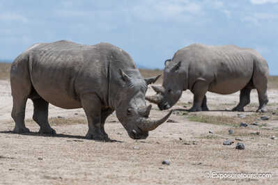2 rhino photo safari