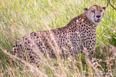 Cheetah in grass photo safari