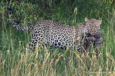 Leopard with Guinea fowl