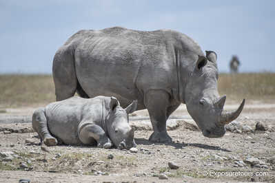 rhino and baby et