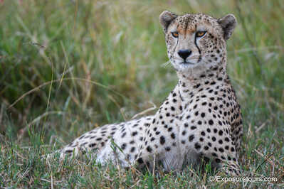 Relaxed Cheetah ET