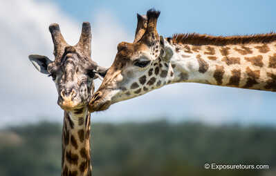 giraffe cup kiss ep