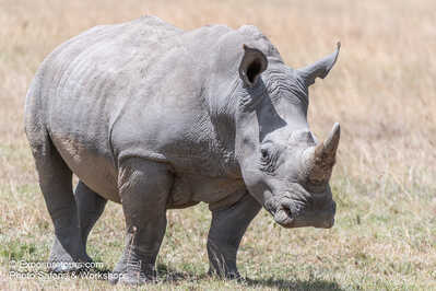 Rhino exosuretours  DSC9874 et