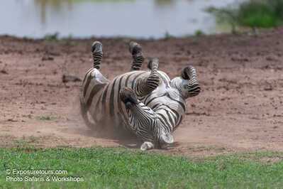 zebra clean exposure tours