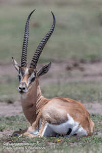 grants gazelle 19d34 5159 Exposure tours