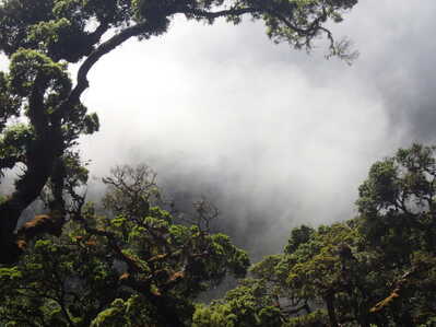 CloudForest CostaRica rs