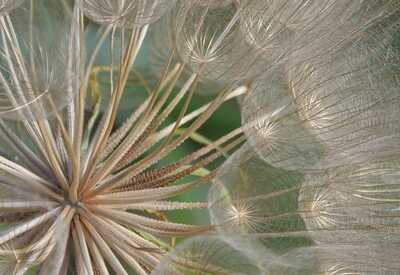 Tragopogon seedhead