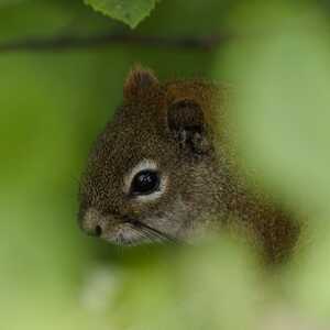 RedSquirrel Peeking