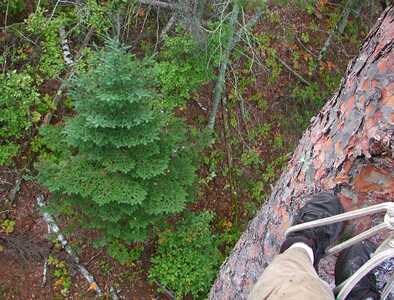 Red Pine Climb Looking Down