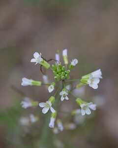 Alyssum Spider 1rs