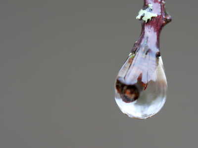 droplet twig