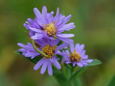 Aster and caterpillar