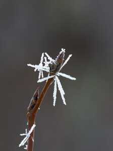 Hoarfrost HazelTwig