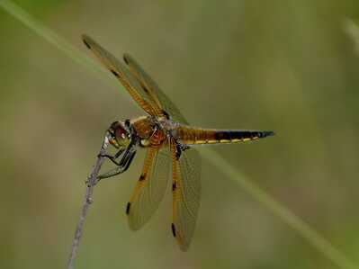 Dragonfly AgassizDunes