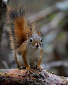 RedSquirrel Log