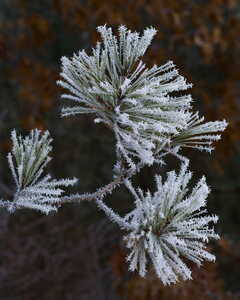 Red Pine Hoarfrost