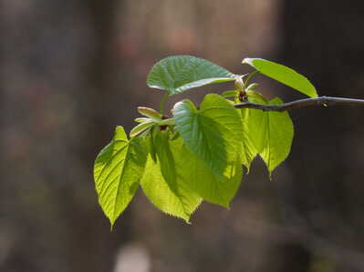 Basswood Leaves