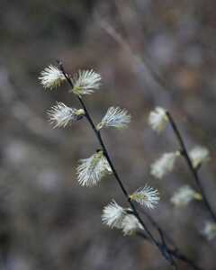 Willow Staminate