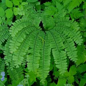 Maidenhair Fern