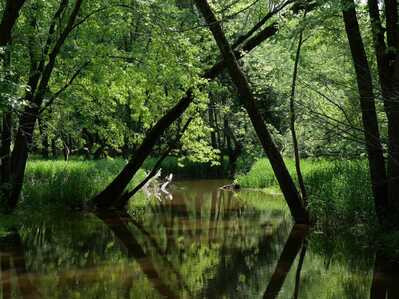 A FrameTrees