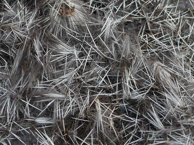 Porcupine quills