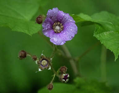 purple flowered.raspberry Z630614 copy