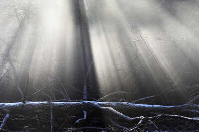 the fallen tree