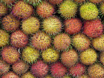 Rambutan PL small