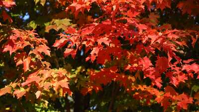 Fall Leaves Dt