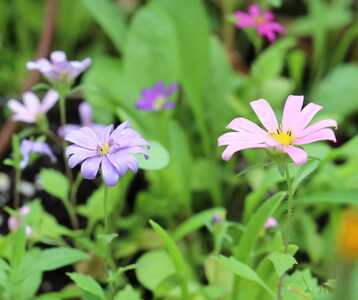 PurpleNPink C