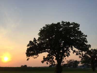 Oak Sunset2015